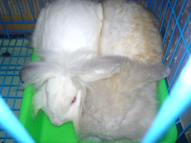賤兔與白白2.JPG